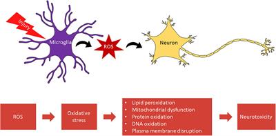 Therapeutic targeting of microglia mediated oxidative stress after <mark class="highlighted">neurotrauma</mark>